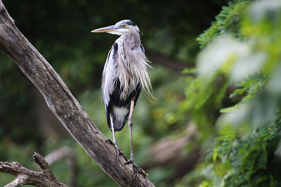 Great Blue Heron Photograph by Gary Hall