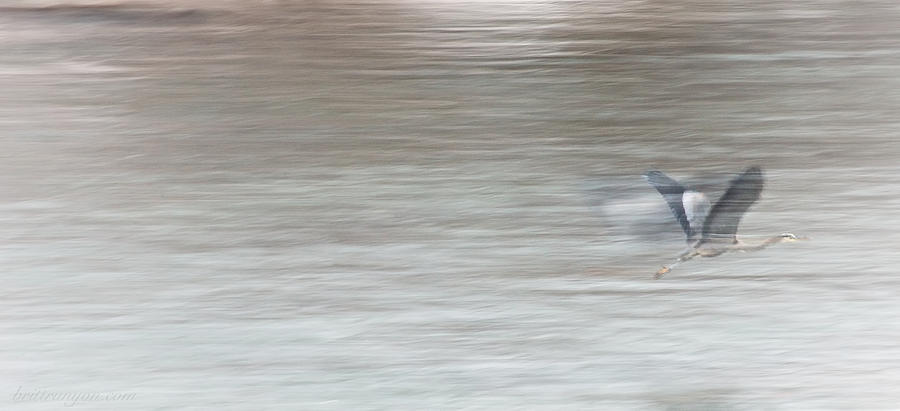 Great Blue Heron Ghost Photograph by Britt Runyon