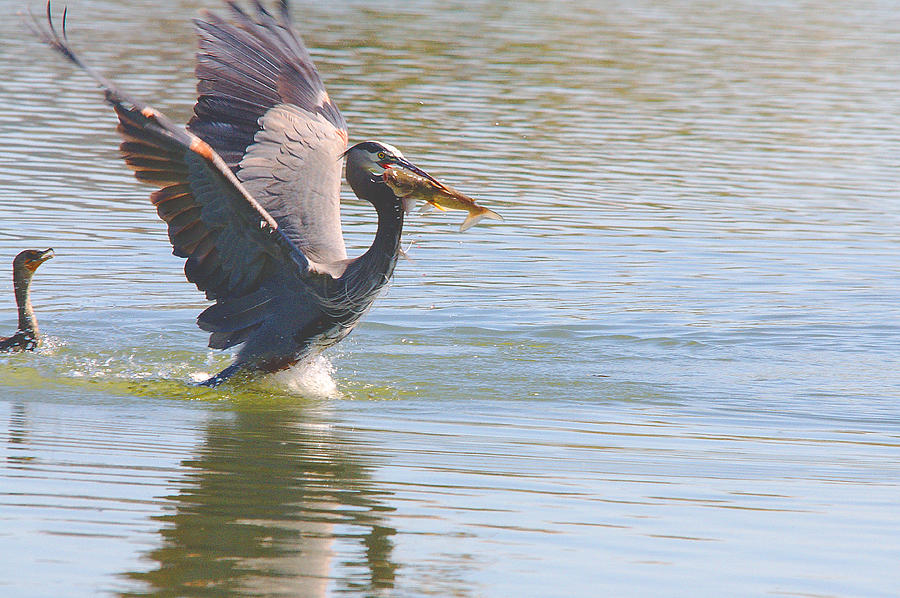 Heron Photograph - Great Blue Heron Great Catch by Roy Williams