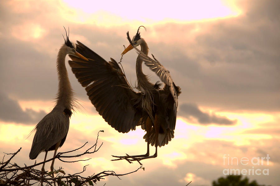 Great Blue Heron Greets Mate with Twig Photograph by Jane Axman