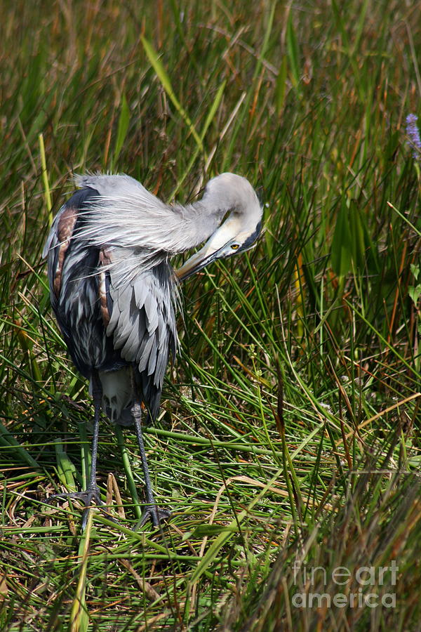 Heron Photograph - Great Blue Heron Grooming by Christiane Schulze Art And Photography