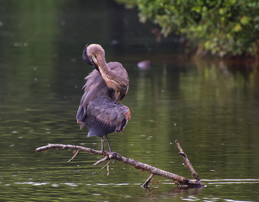 Great Blue Heron grooming itself Photograph by Flees Photos