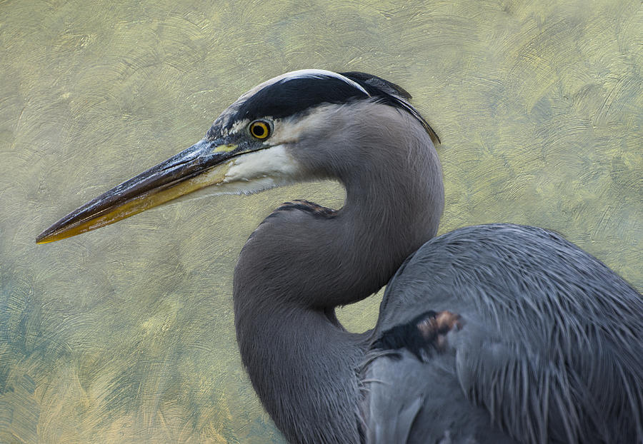 Great Blue Heron Head Shot Photograph by Mike Sedam