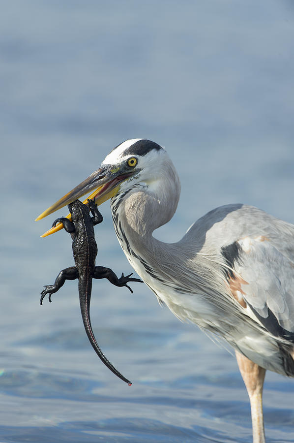 Great Blue Heron Hunting Baby Marine Photograph by Tui De Roy