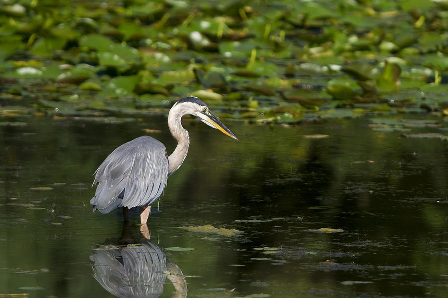 Great Blue Heron Hunting Photograph by Larry Bohlin