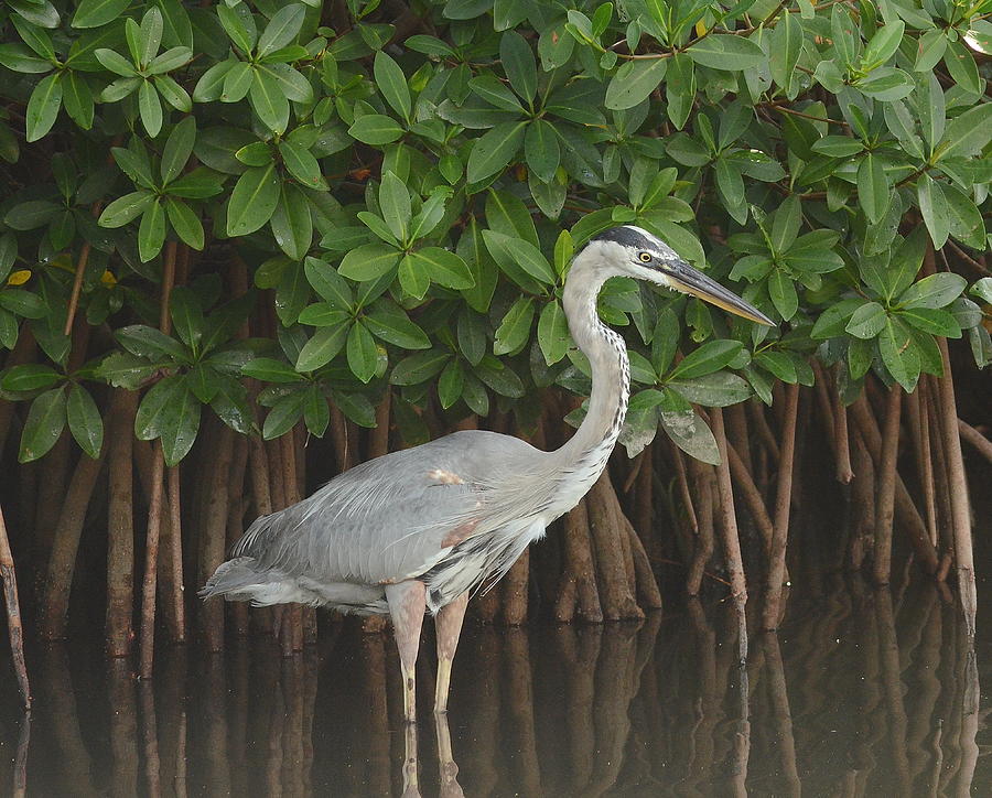 Great Blue Heron Hunting The Mangroves Photograph By John Cawthron 