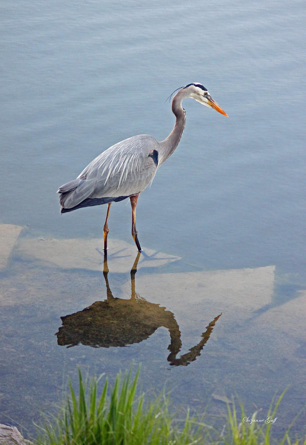 Heron Photograph - Great Blue Heron I by Suzanne Gaff