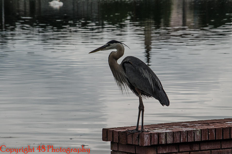 Great Blue Heron II Photograph by Brian Manley