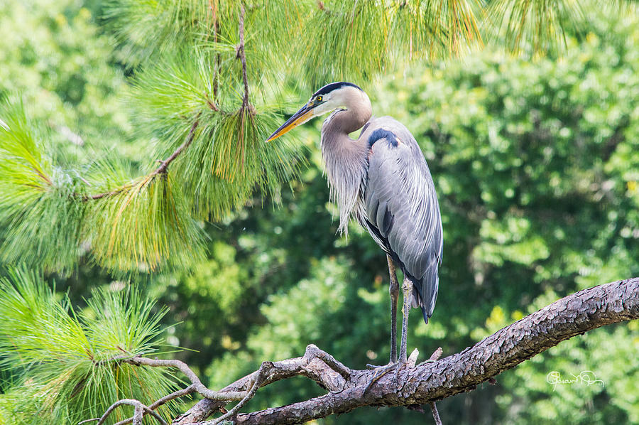 Great Blue Heron II Photograph by Susan Molnar