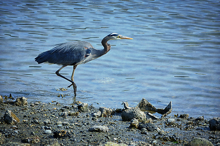 Great Blue Heron Ill Photograph by Maria Angelica Maira