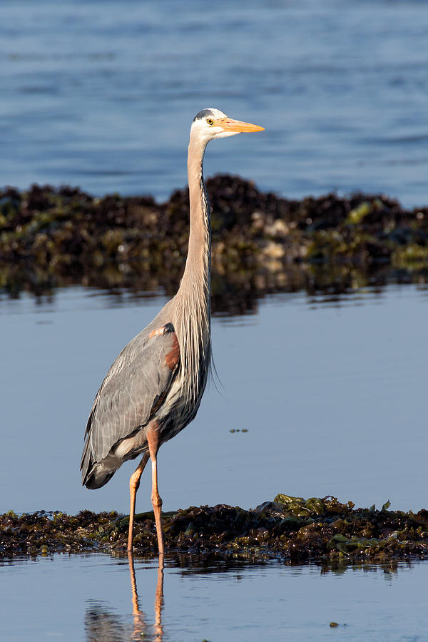 Great Blue Heron in a Tidal Pool Photograph by Kathleen Bishop