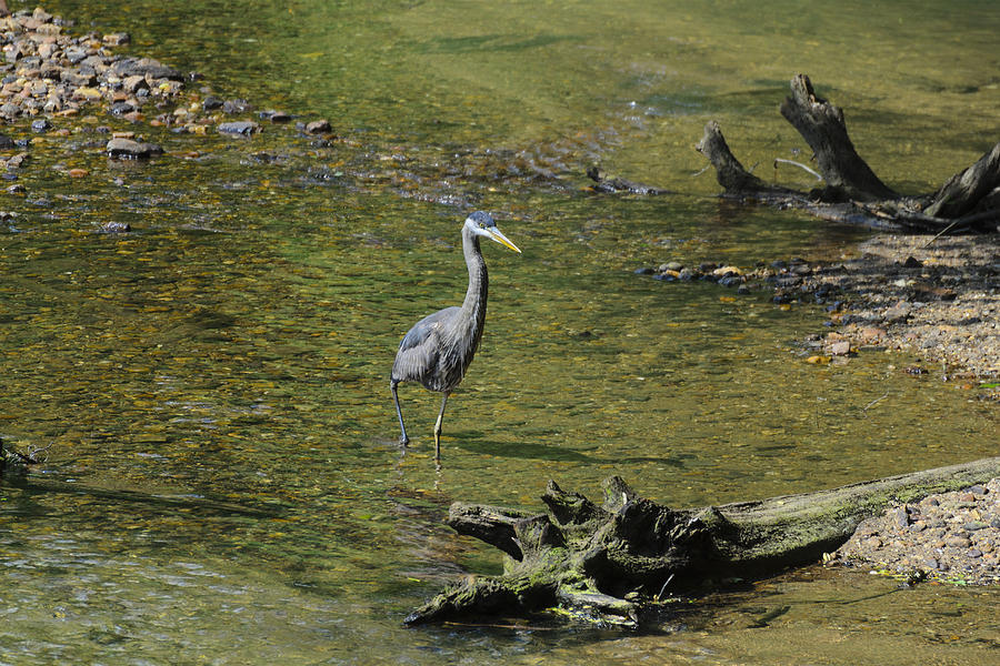 Heron Photograph - Great Blue Heron in Chattahoochee River by Steve Samples