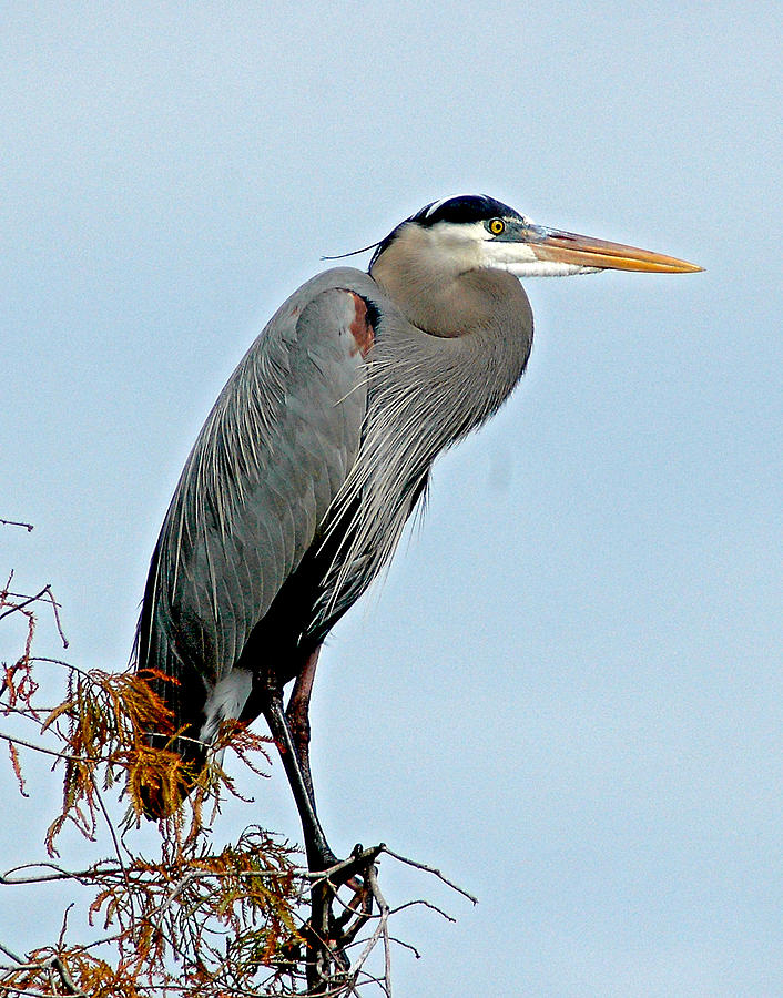 Great Blue Heron in Cypress Tree Photograph by Norman Johnson - Fine ...