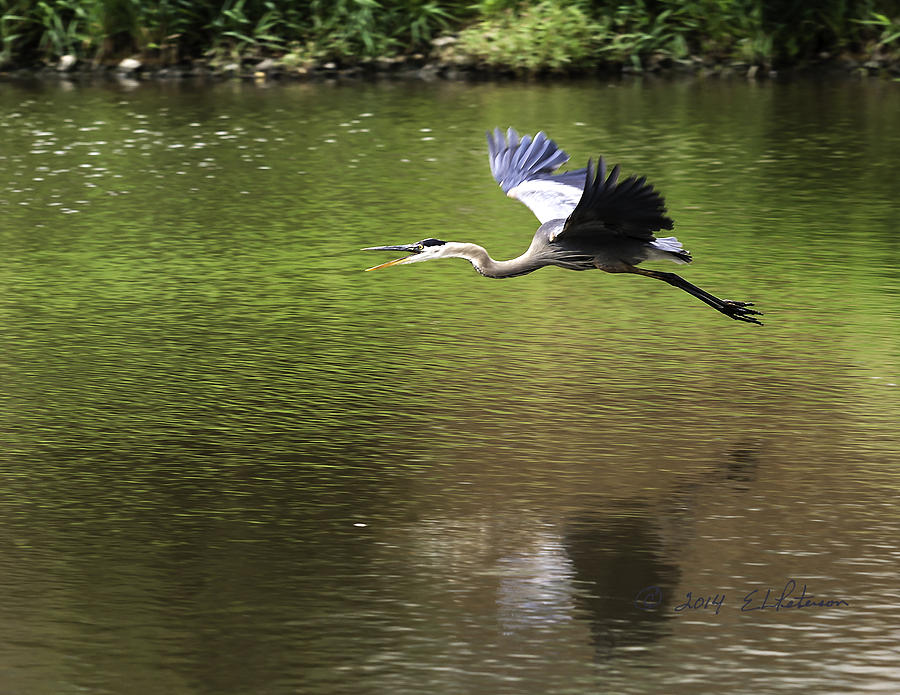 Great Blue Heron In Flight 2 Photograph by Ed Peterson