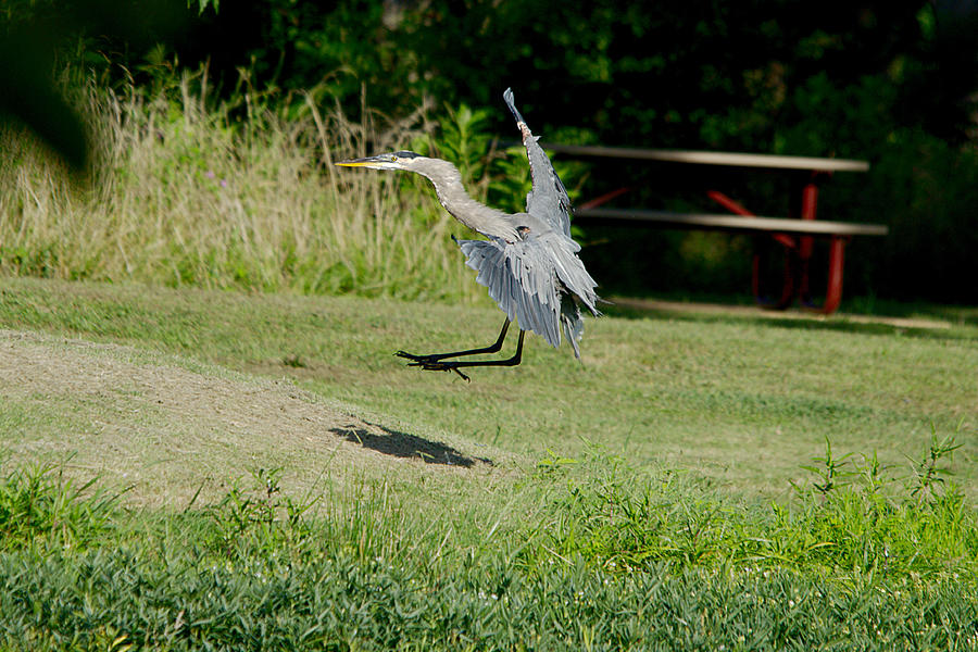 Heron Photograph - Great Blue Heron In Flight 2 by Roy Williams