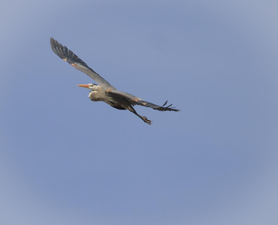 Great Blue Heron In Flight-2 Photograph