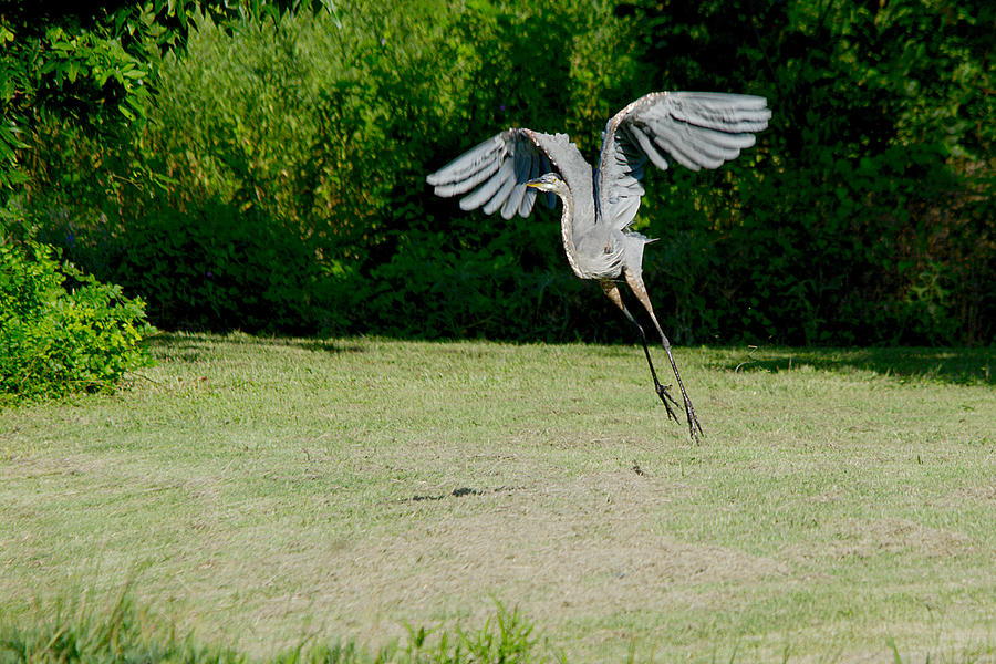 Heron Photograph - Great Blue Heron In Flight 3 by Roy Williams