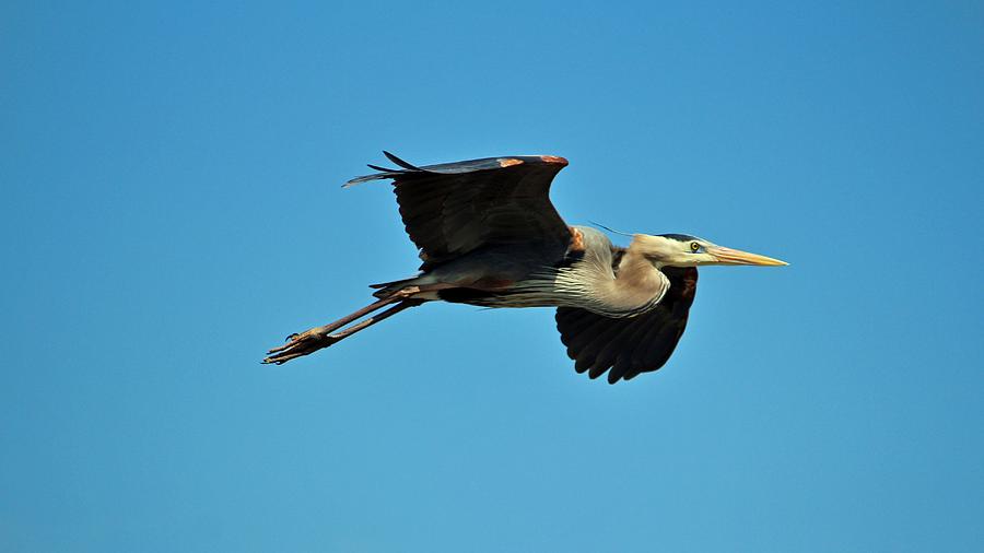 Nature Photograph - Great Blue Heron In Flight by Cynthia Guinn