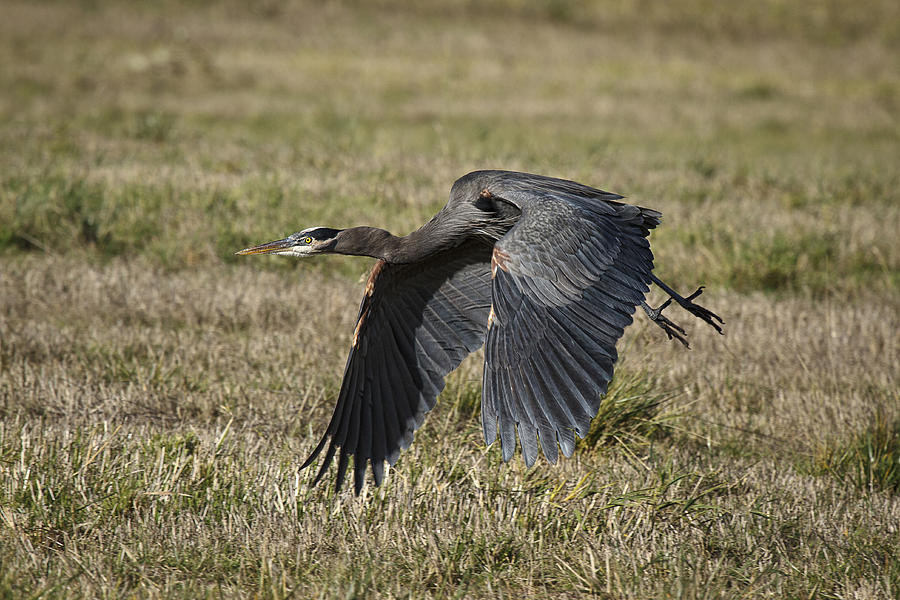 Great Blue Heron In Flight Photograph by Wes and Dotty Weber