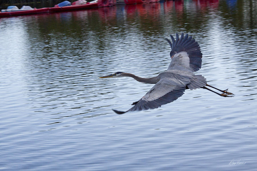Great Blue Heron in Flight Photograph by Diana Haronis