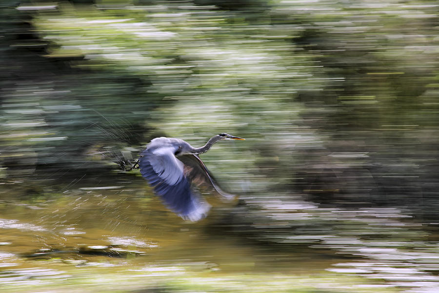 Great Blue Heron in Flight Photograph by Jason Politte