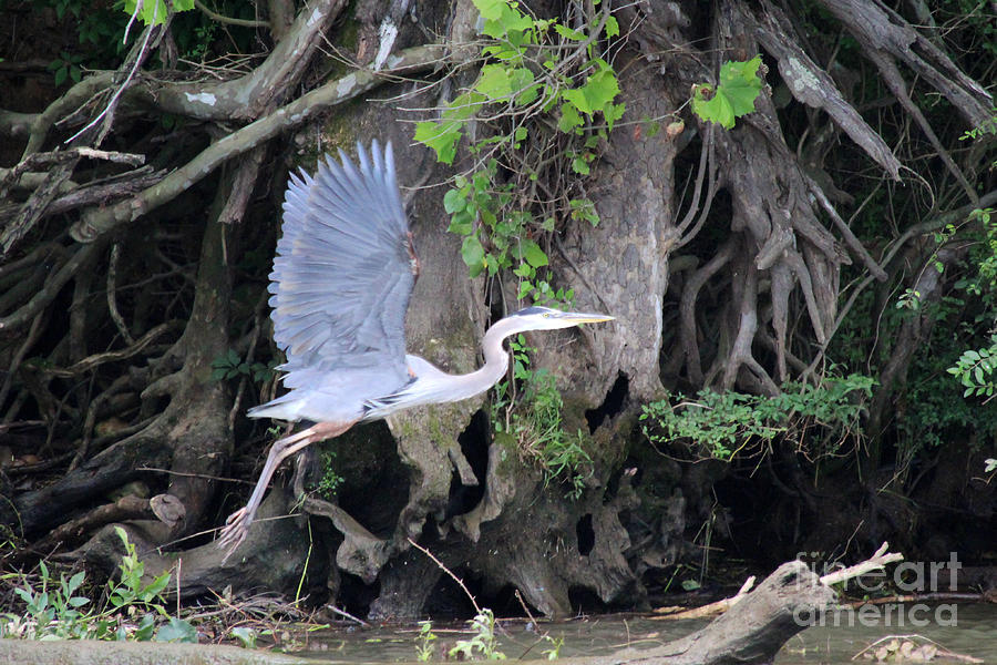 Great Blue Heron in Flight Photograph by Jemmy Archer