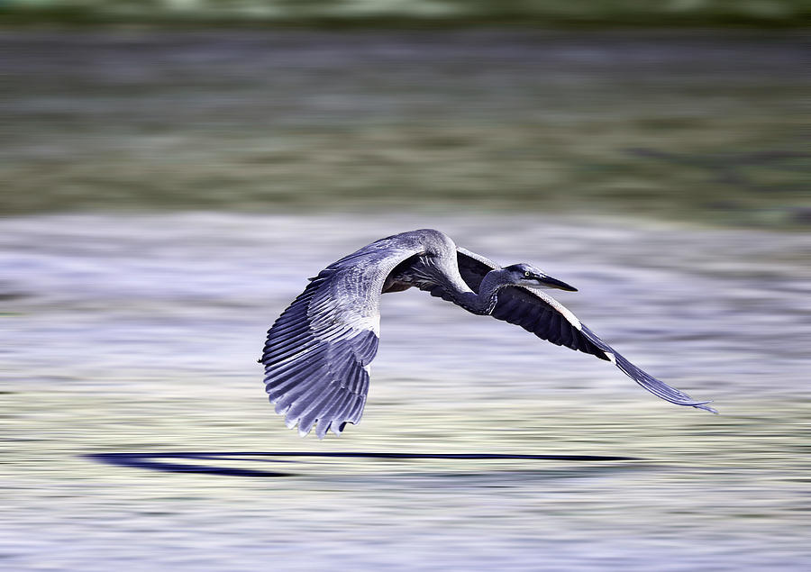 Heron Photograph - Great Blue Heron in Flight by John Haldane