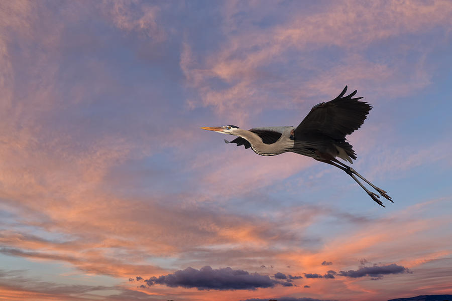 Great Blue Heron in Flight Photograph by Kathleen Bishop