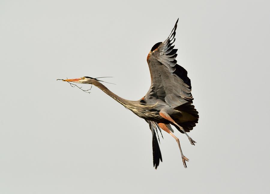 Great Blue Heron in flight Photograph by Kathy King