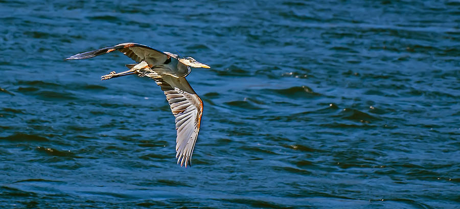 Great Blue Heron In Flight Photograph by Michael Whitaker