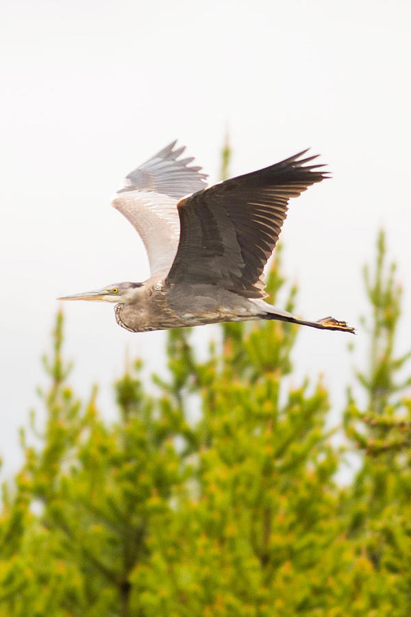 Great Blue Heron in Flight Photograph by Natural Focal Point Photography