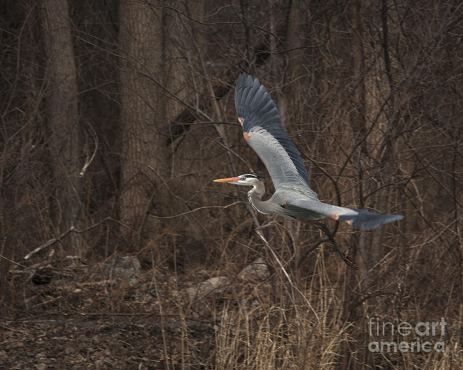Great Blue Heron In Flight Photograph by Roger Bailey
