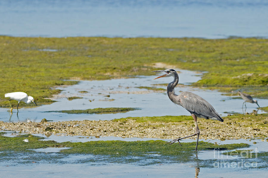 Great Blue Heron in Florida Photograph by Natural Focal Point Photography