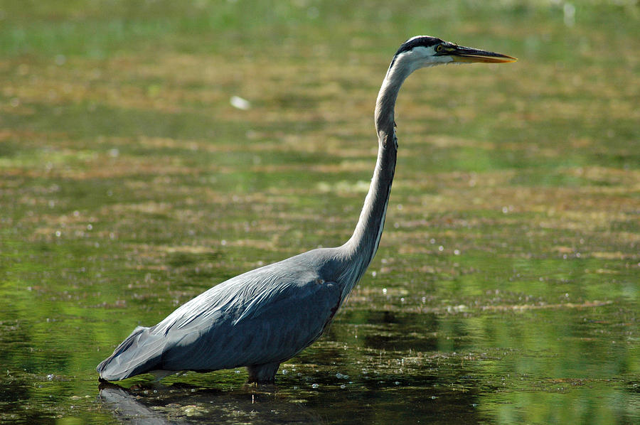 Great Blue Heron in Green Pond Photograph by Bruce Gourley