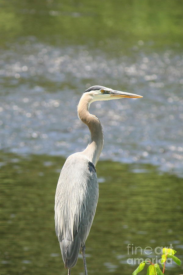 Great Blue Heron In Light Photograph