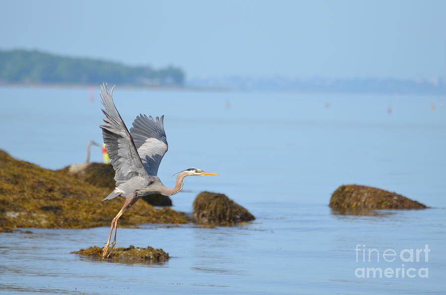 Great Blue Heron in Maine Photograph by DejaVu Designs