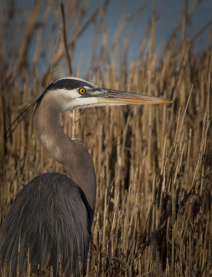 Great Blue Heron in Marsh Grass Photograph by Jo Ann Tomaselli - Fine ...