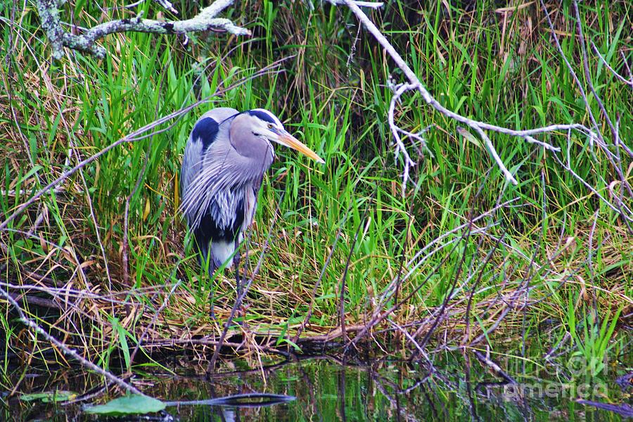 Great Blue Heron In Nature Photograph