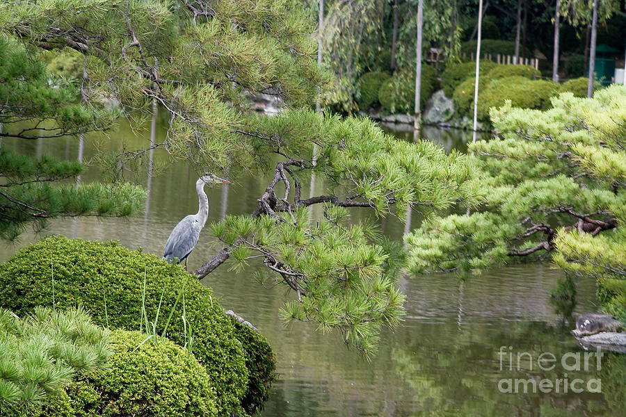 Great Blue Heron in Pond Kyoto Japan Photograph by Thomas Marchessault