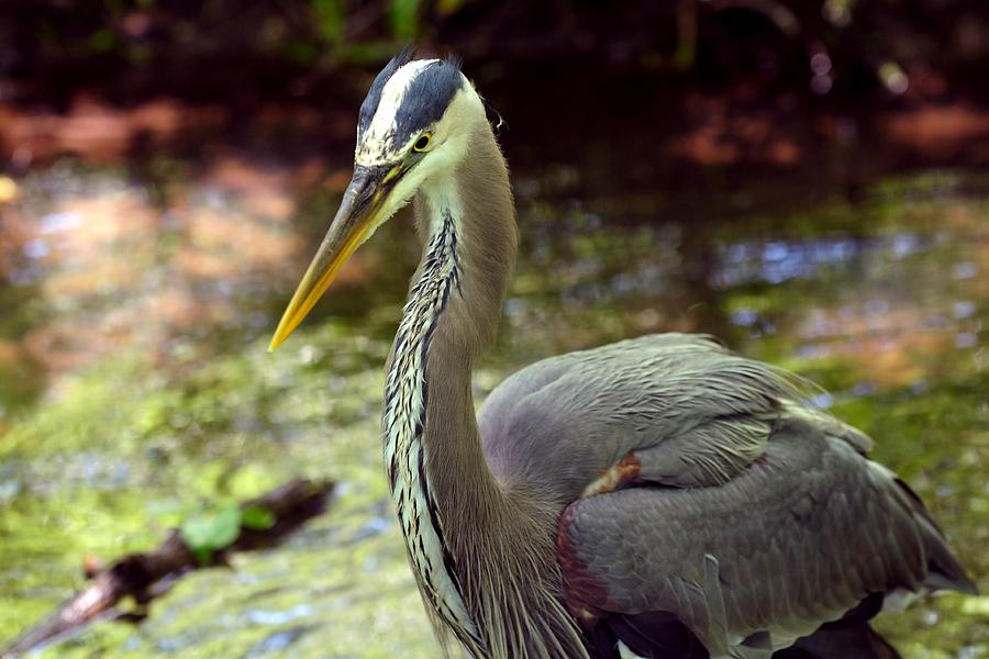 Great Blue Heron in Pond Photograph by Marilyn Burton