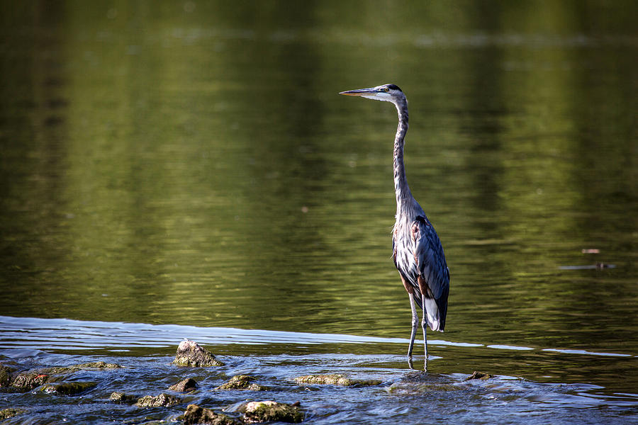 Great Blue Heron In River Photograph By Carol Mellema - Fine Art America