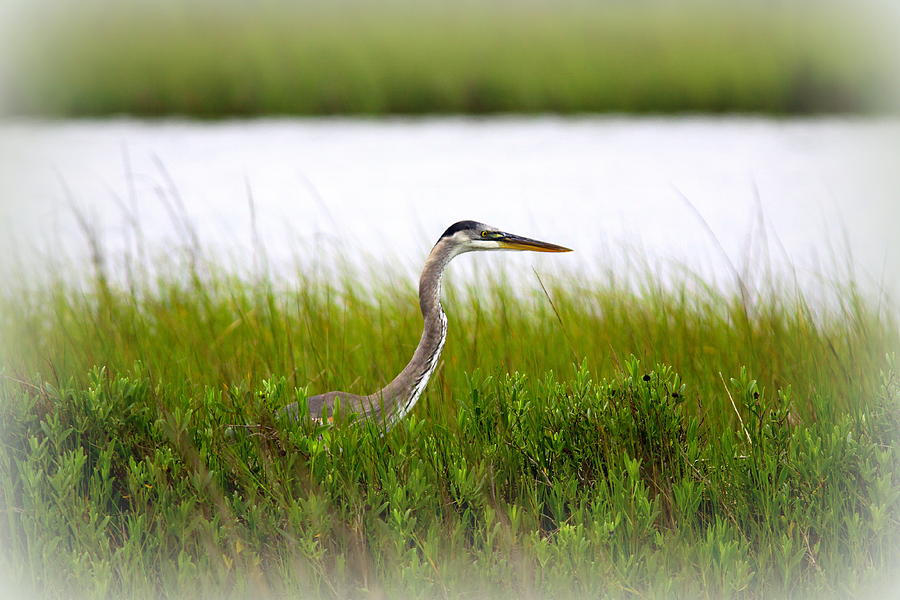 Great Blue Heron - In Search of Food Photograph by Travis Truelove