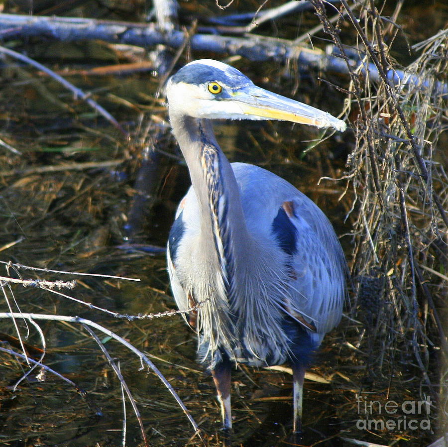 Great Blue Heron in Square Photograph by Neal Eslinger