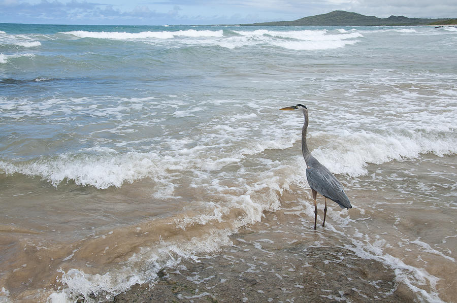 Great Blue Heron In Surf Puerto Villamil Photograph by Tui De Roy