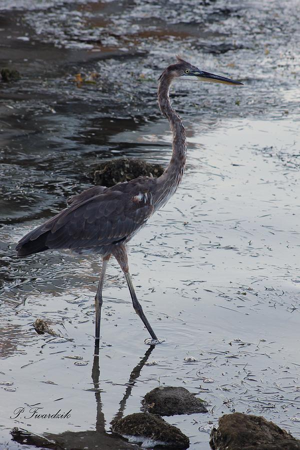 Great Blue Heron Photograph - Great Blue Heron in the Shallows by Patricia Twardzik