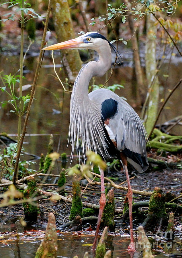Great Blue Heron In The Wetlands Photograph by Kathy Baccari