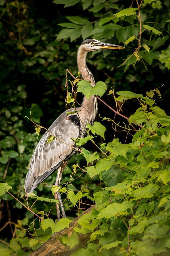 Great Blue Heron in the Woods Photograph by Onyonet Photo studios
