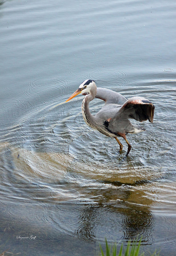 Heron Photograph - Great Blue Heron IV by Suzanne Gaff