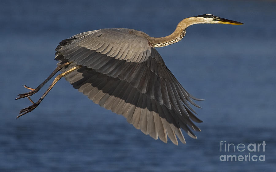 Great Blue Heron Photograph by J L Woody Wooden