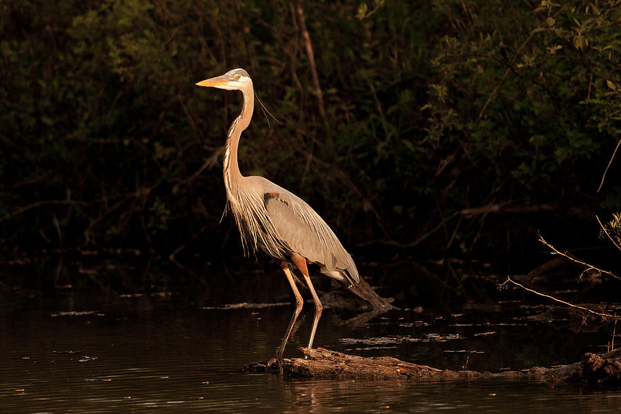 Great Blue Heron Photograph by Jack R Perry